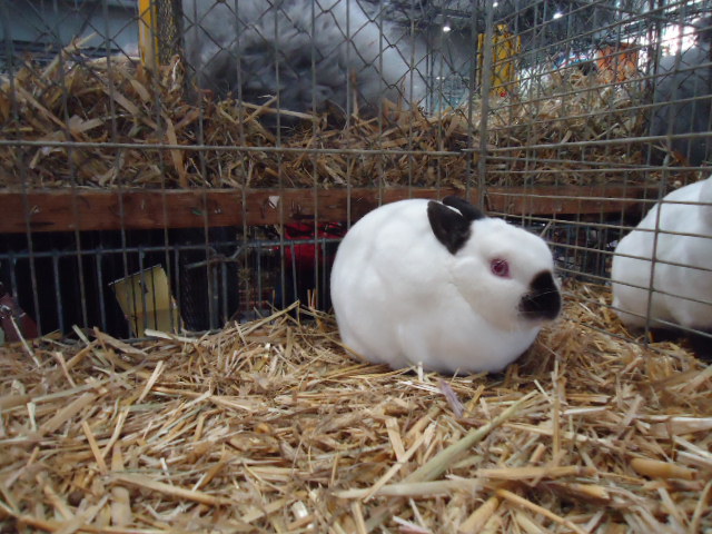 DSC03043 - Expo Germania Europeana EUROPASCHAU LEIPZIG 2012