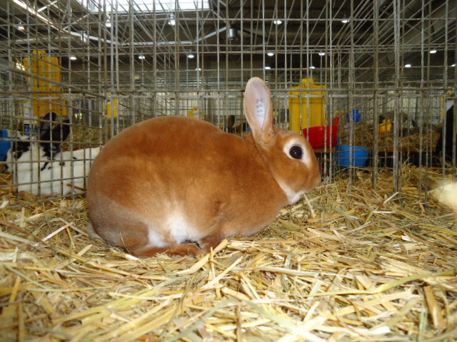 DSC03045 - Expo Germania Europeana EUROPASCHAU LEIPZIG 2012