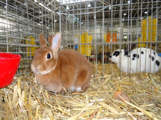 DSC03046 - Expo Germania Europeana EUROPASCHAU LEIPZIG 2012