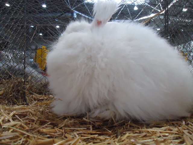 DSC03047 - Expo Germania Europeana EUROPASCHAU LEIPZIG 2012