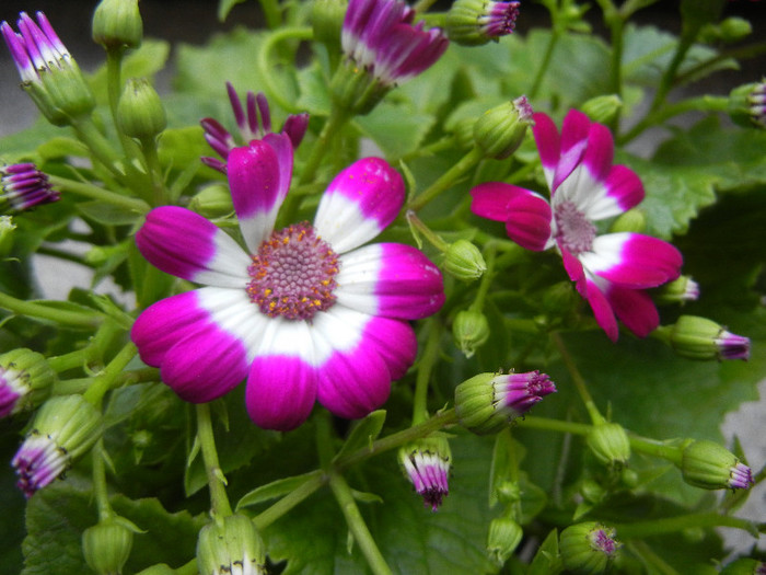 Pericallis x hybrida Fucshia (`12, Dec.06)