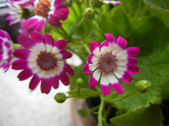 Pericallis x hybrida Fucshia (`12, Dec.11) - Pericallis x hybrida Fuchsia