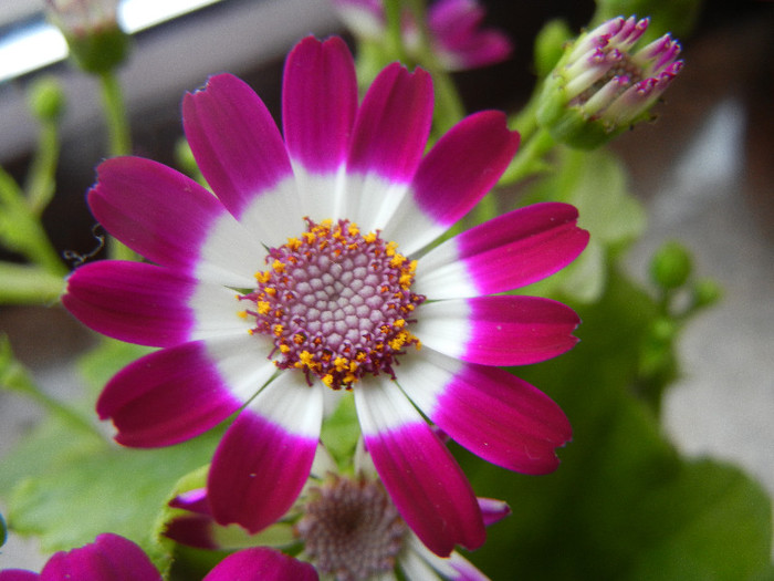 Pericallis x hybrida Fucshia (`12, Dec.11) - Pericallis x hybrida Fuchsia