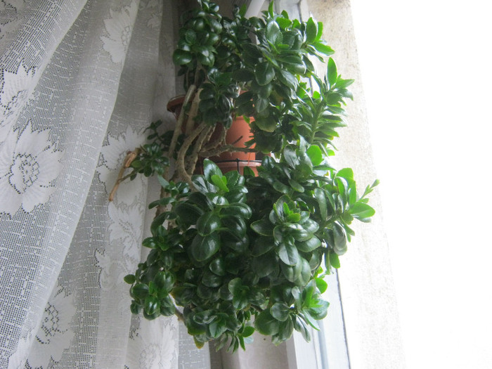 IMG_3267 - KALANCHOE