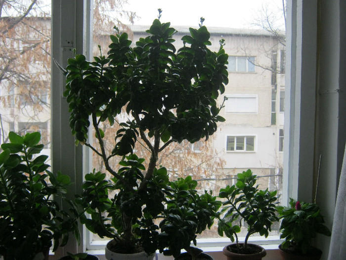 IMG_3269 - KALANCHOE