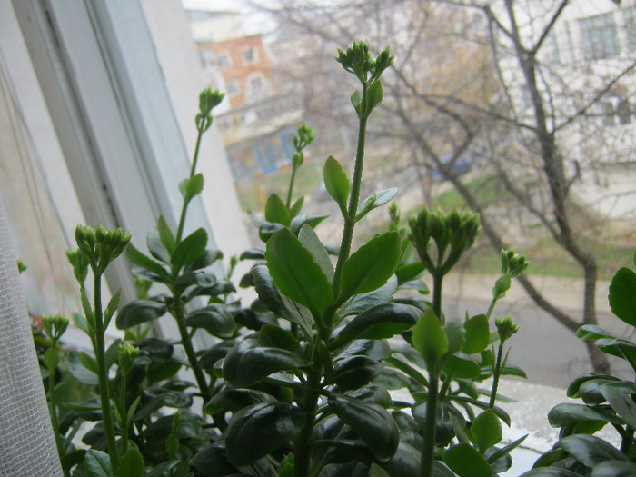 IMG_3416 - KALANCHOE