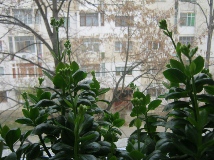 IMG_3440 - KALANCHOE