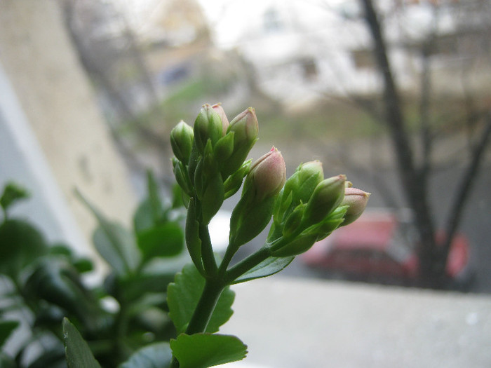 IMG_3480 - KALANCHOE