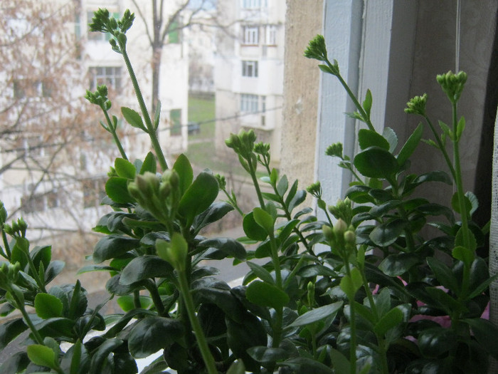 IMG_3533 - KALANCHOE