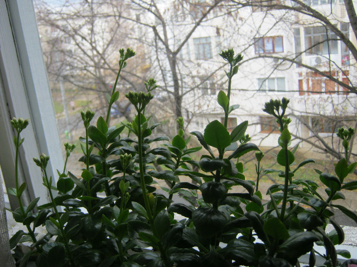 IMG_3542 - KALANCHOE