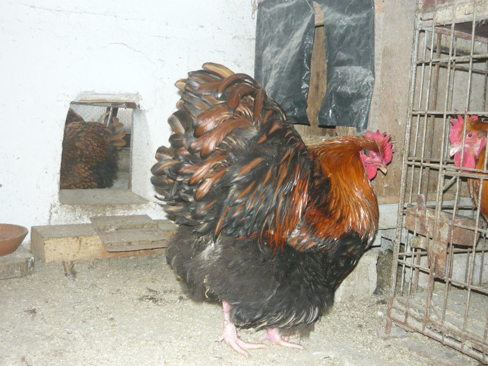 Leipzig 2012 - ORPINGTON