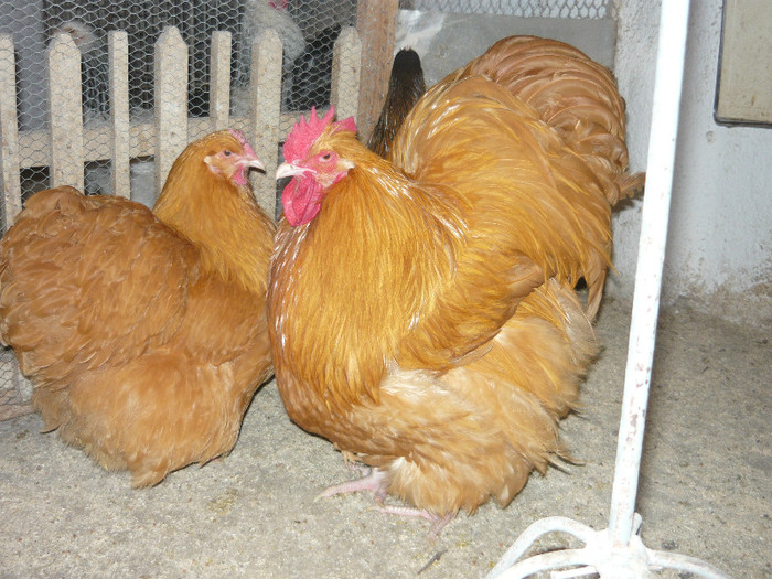 Leipzig 2012 - ORPINGTON