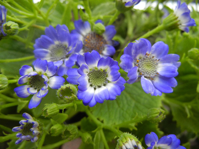 Pericallis x hybrida Blue (2012, Dec.10)