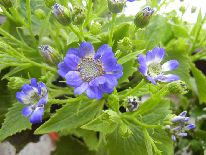 Pericallis x hybrida Blue (2012, Dec.10)