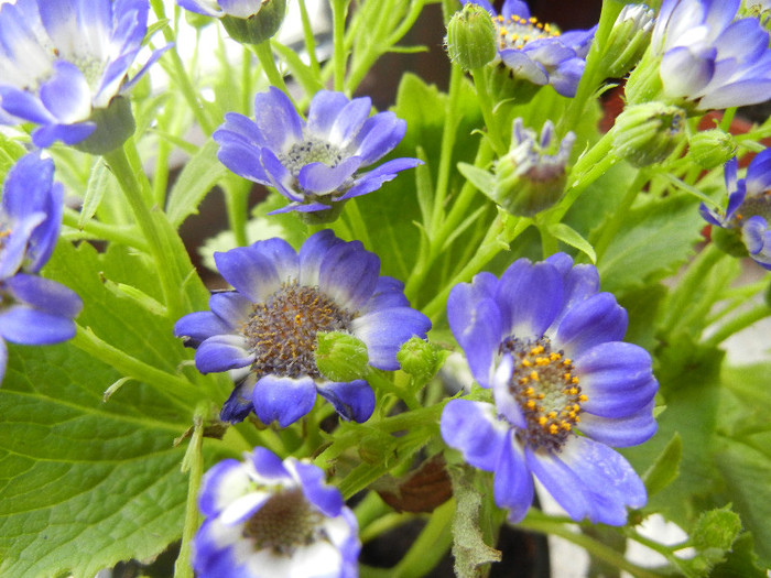 Florist`s Cineraria (2012, December 11) - Pericallis x hybrida Blue