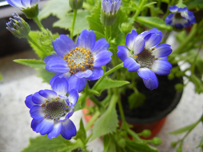 Florist`s Cineraria (2012, December 11) - Pericallis x hybrida Blue