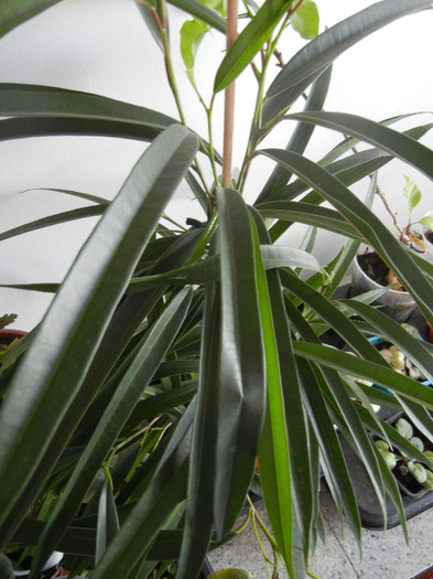 Ficus binnendiijkii Alii (2012, Dec.08)