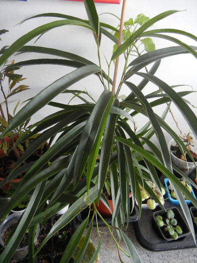 Ficus binnendiijkii Alii (2012, Dec.08)