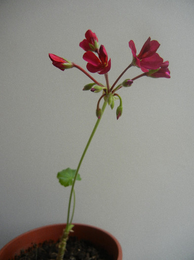 Cyclamen Lia Geranium (2012, Dec.11)