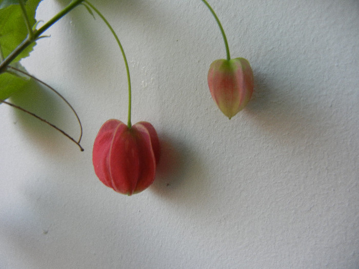 Abutilon megapotamicum (2012, Dec.08) - Abutilon megapotamicum