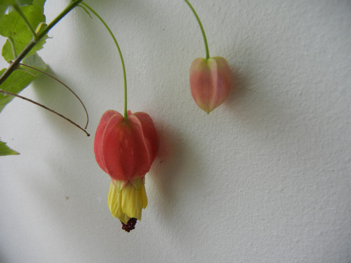 Abutilon megapotamicum (2012, Dec.11) - Abutilon megapotamicum