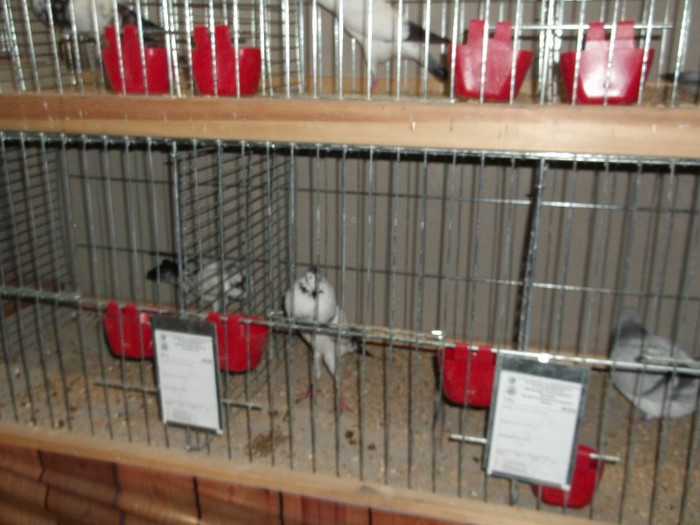 Picture 5167 - EXPOZITIA LEIPZIG 2012 PARTEA INTAI