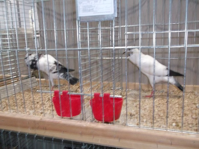 Picture 5168 - EXPOZITIA LEIPZIG 2012 PARTEA INTAI