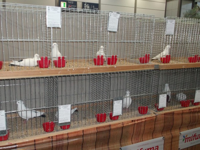 Picture 5169 - EXPOZITIA LEIPZIG 2012 PARTEA INTAI