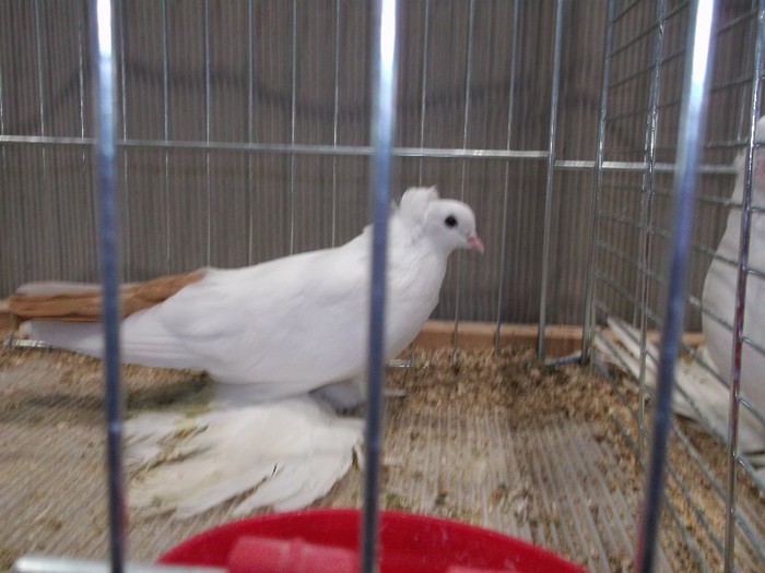 Picture 5170 - EXPOZITIA LEIPZIG 2012 PARTEA INTAI