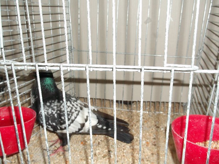 Picture 5172 - EXPOZITIA LEIPZIG 2012 PARTEA INTAI