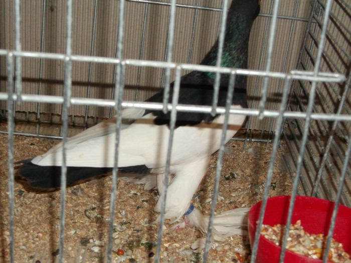 Picture 5184 - EXPOZITIA LEIPZIG 2012 PARTEA INTAI