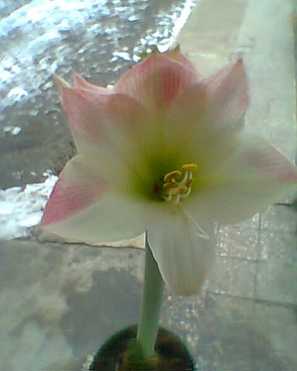 Apple Blossom - amaryllis2012-2013