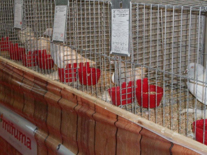 Picture 5186 - EXPOZITIA LEIPZIG 2012 PARTEA INTAI