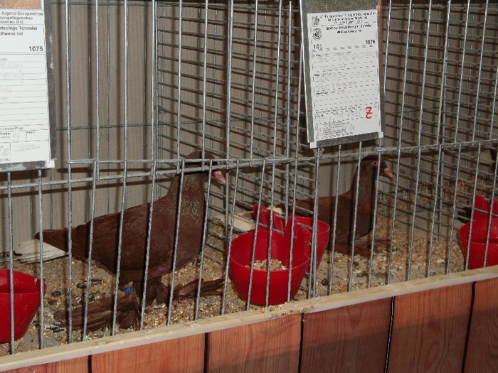 Picture 5190 - EXPOZITIA LEIPZIG 2012 PARTEA INTAI