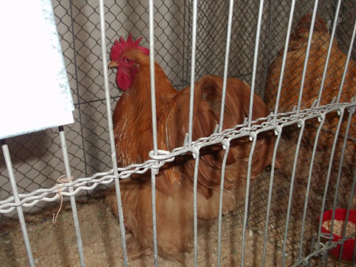 Picture 5195 - EXPOZITIA LEIPZIG 2012 PARTEA INTAI