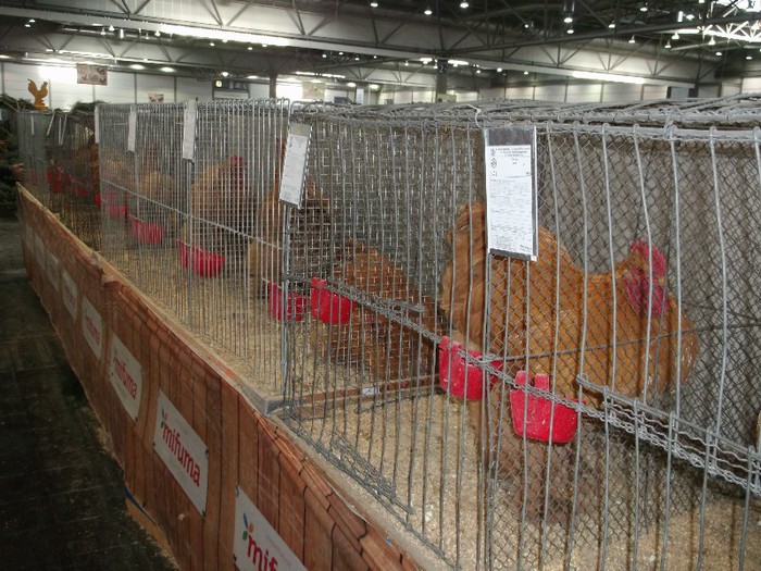 Picture 5196 - EXPOZITIA LEIPZIG 2012 PARTEA INTAI