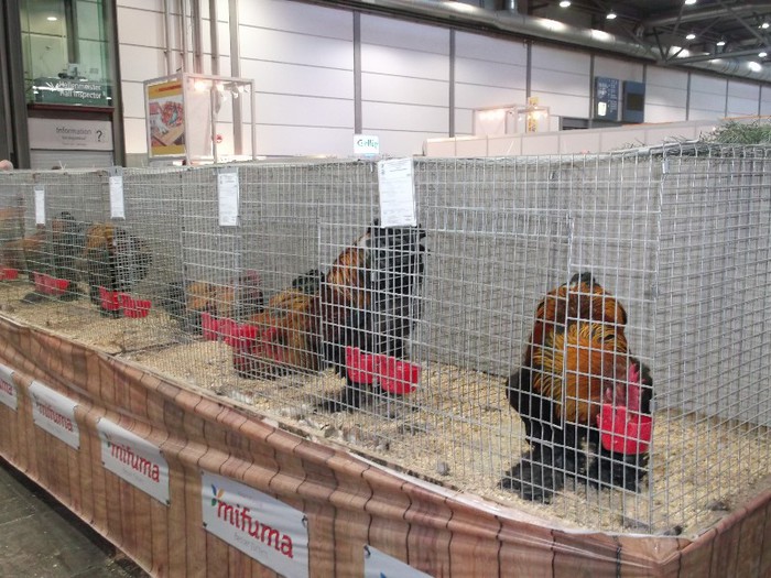 Picture 5197 - EXPOZITIA LEIPZIG 2012 PARTEA INTAI