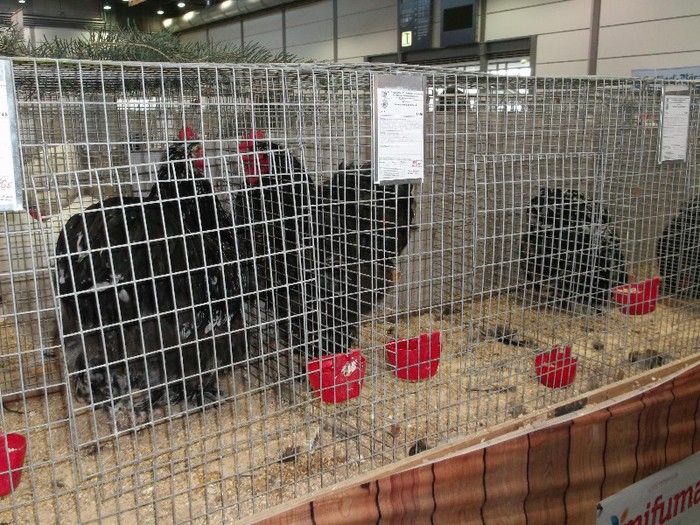 Picture 5199 - EXPOZITIA LEIPZIG 2012 PARTEA INTAI