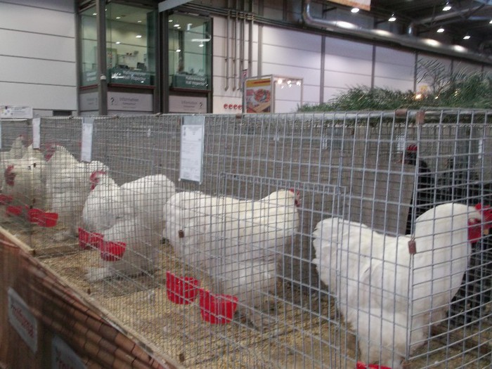 Picture 5201 - EXPOZITIA LEIPZIG 2012 PARTEA INTAI