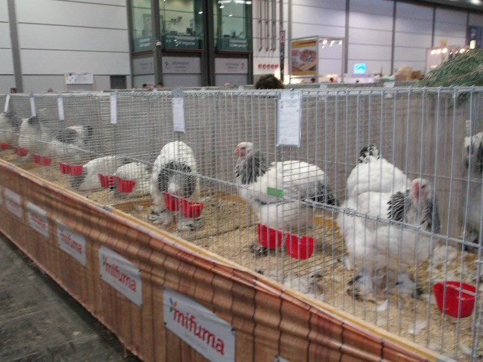 Picture 5203 - EXPOZITIA LEIPZIG 2012 PARTEA INTAI