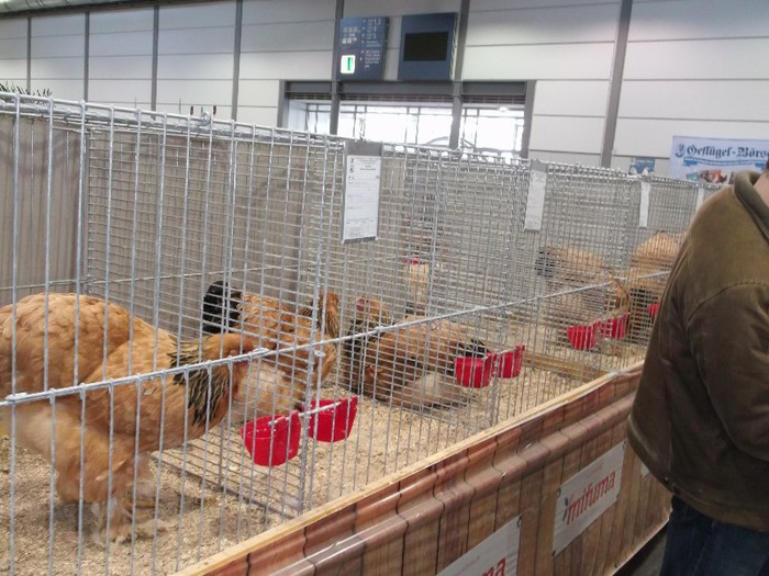 Picture 5204 - EXPOZITIA LEIPZIG 2012 PARTEA INTAI