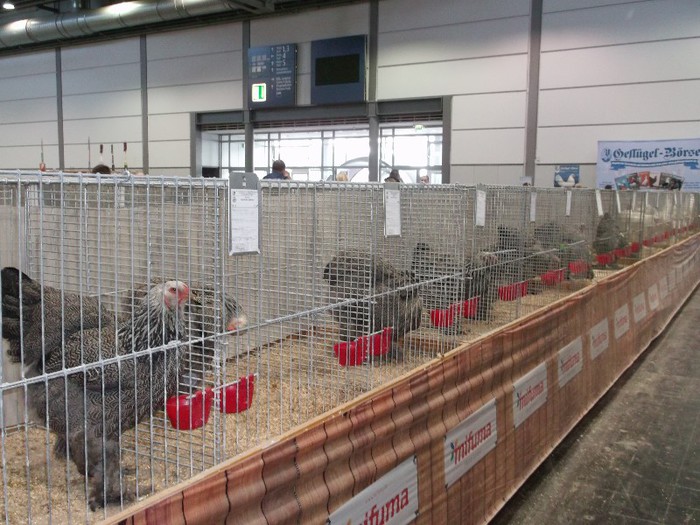 Picture 5205 - EXPOZITIA LEIPZIG 2012 PARTEA INTAI