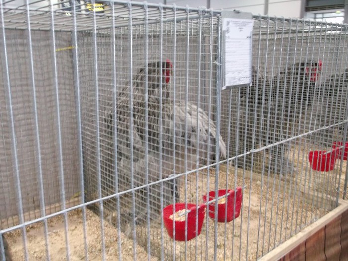 Picture 5206 - EXPOZITIA LEIPZIG 2012 PARTEA INTAI