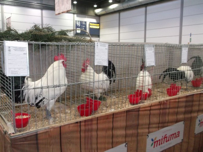 Picture 5210 - EXPOZITIA LEIPZIG 2012 PARTEA INTAI