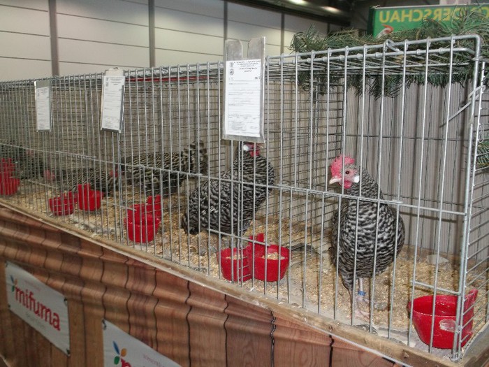 Picture 5211 - EXPOZITIA LEIPZIG 2012 PARTEA INTAI