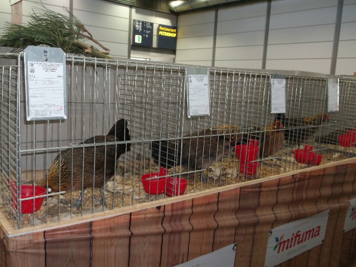 Picture 5212 - EXPOZITIA LEIPZIG 2012 PARTEA INTAI