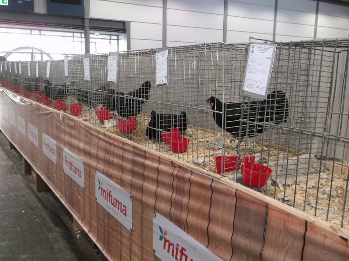 Picture 5213 - EXPOZITIA LEIPZIG 2012 PARTEA INTAI