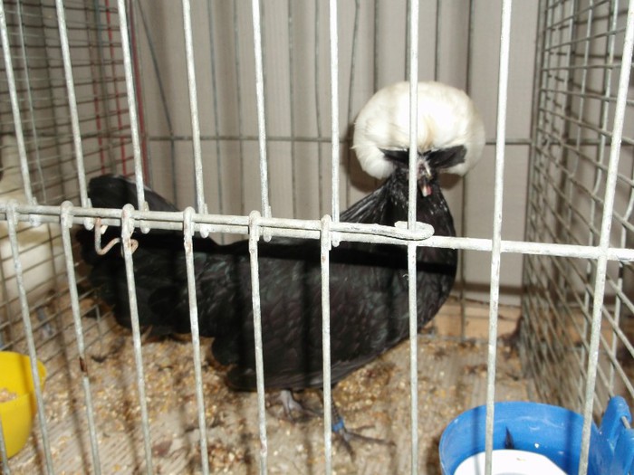 .............ULTRA COAFATE - EXPOZITIA LEIPZIG 2012 PARTEA INTAI