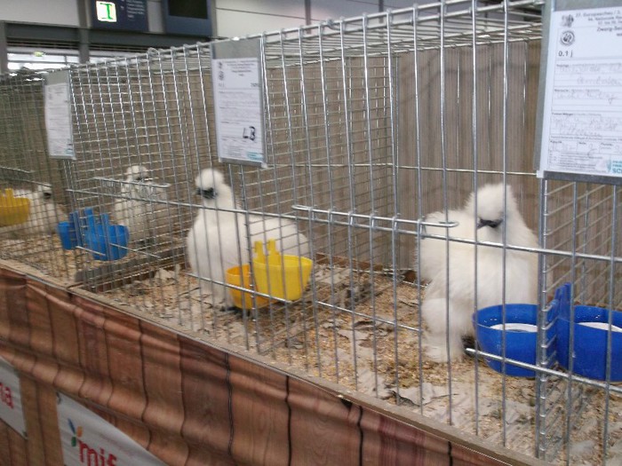 Picture 5218 - EXPOZITIA LEIPZIG 2012 PARTEA INTAI