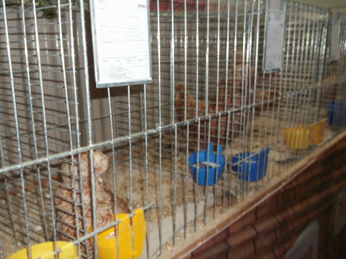 Picture 5219 - EXPOZITIA LEIPZIG 2012 PARTEA INTAI